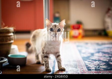 Cashmere Bengal cat Stock Photo