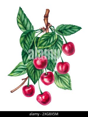 Watercolor cherry. Watercolor cherry branch. Cherry branch with leaves and berries. Cherry hand drawn elements for the design of packaging, menu, prod Stock Photo