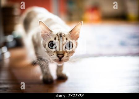 Cashmere Bengal cat Stock Photo