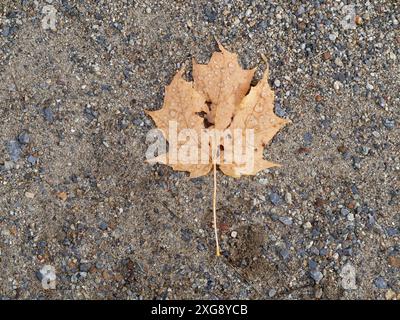 Dead Maple leaf laying on the ground Stock Photo