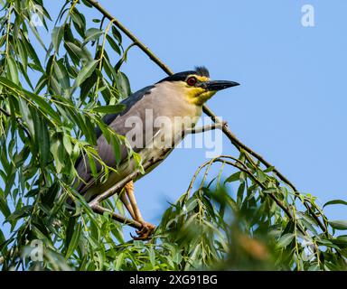 A Black-crowned Night Heron (Nycticorax nycticorax) perched on a branch. Sichuan, China. Stock Photo