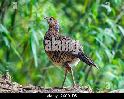 A female Lady Amherst's Pheasant (Chrysolophus amherstiae) foraging in forest. Sichuan, China. Stock Photo