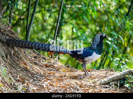 A male Lady Amherst's Pheasant (Chrysolophus amherstiae) foraging in forest. Sichuan, China. Stock Photo