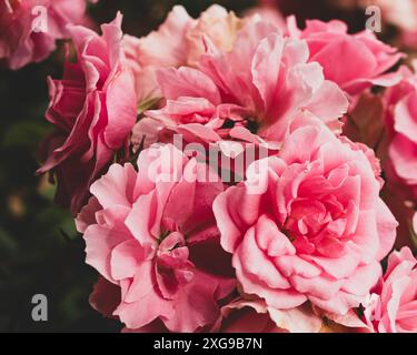 Roses in a public garden Stock Photo