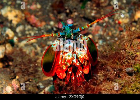 Peacock Mantis Shrimp, Odontodactylus scyllarus, also known as a Harlequin Mantis Shrimp, Painted Mantis Shrimp and Clown Mantis Shrimp.Tulamben, Bali Stock Photo