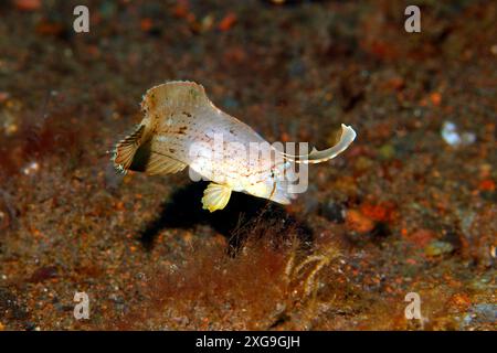 Juvenile Peacock Razorfish, Iniistius pavo. Also known as Peacock Wrasse and Blue Razorfish.  Tulamben, Bali, Indonesia. Bali Sea, Indian Ocean Stock Photo