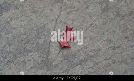 Single autumn leaf lies on a beautiful stone background Stock Photo