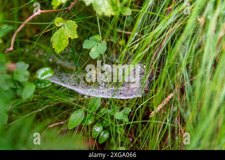 Wet spider web in the grass Stock Photo