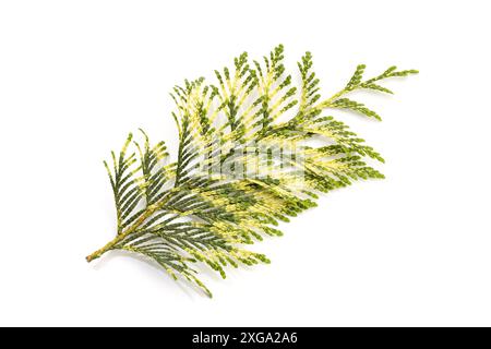 Fresh (Thuja) or cypress Twig with a variety of green colors Isolated On White background. Thuja occidentalis Stock Photo