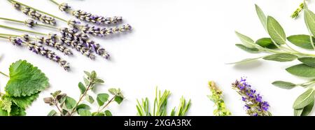 Fresh aromatic herbs panorama with lavender and a place for text, shot from above on a white background with copy space Stock Photo