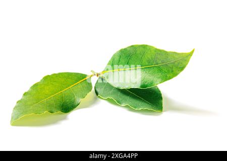 Bay leaf. A branch of laurel leaves, isolated on a white background Stock Photo