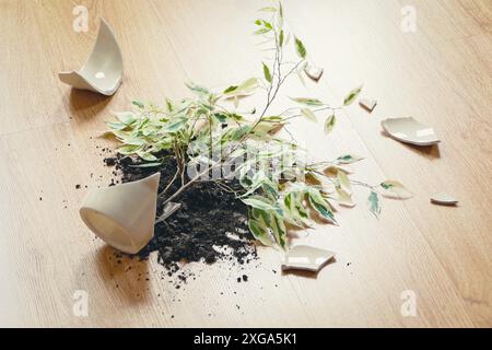 (Ficus Benjamina) has fallen on the floor, broken flowerpot, dirt and pieces of ceramic pot Stock Photo