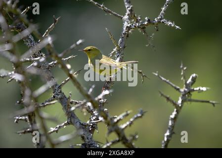 A yellow warbler ' Setophaga petechia ' perched on a branch looking for insects. Stock Photo