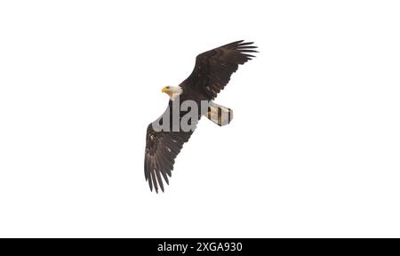 A bald eagle " Haliaeetus leucocephalus "  isolated on white, soars over the ground looking for food. Stock Photo