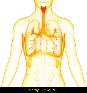 3D Illustration Concept of Human Respiratory System Lungs Anatomy Stock Photo