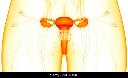 3D Illustration Concept of Female Reproductive System Anatomy Stock Photo