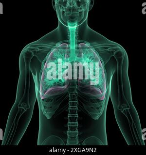 3D Illustration Concept of Human Respiratory System Lungs Anatomy Stock Photo