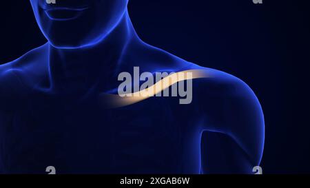 Clavicle Bone Fracture medical concept Stock Photo