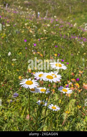 Blooming Oxeye daisy wildflowers on a meadow Stock Photo