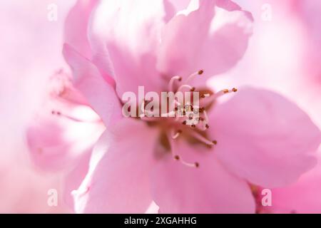 close up pink peach flower with a fuzzy, blurry background. The flower is the main focus of the image, and the background is intentionally blurred to Stock Photo