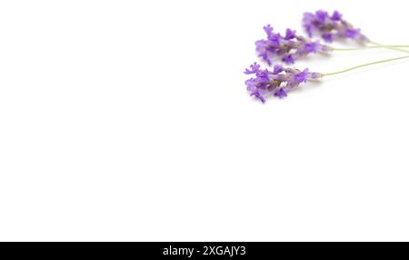 Sprigs of lavender arranged in corner on a white background. The stems are spread out to create a frame shape. Stock Photo