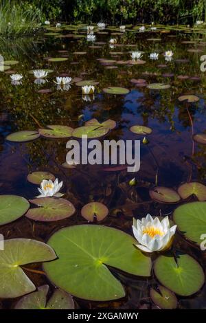 Nymphaea tetragona, small white water lily, blooming in shallow pond, Finland Europe Stock Photo