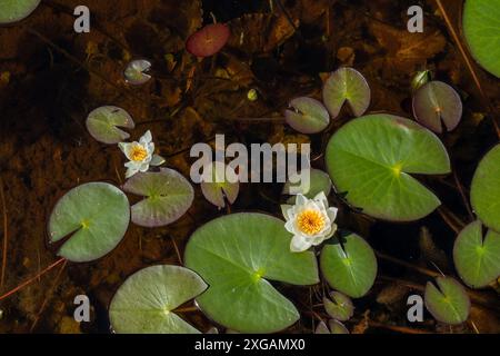 Nymphaea tetragona, small white water lily, blooming in shallow pond, Finland Europe Stock Photo