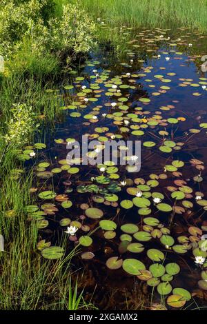 Nymphaea tetragona, small white water lily, blooming in shallow pond, Finland Europe Stock Photo