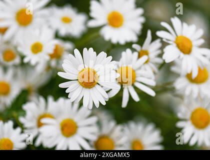 Top view of beautiful white ox-eye or dog daisies in full bloom in the wind in the cottage garden. Selective focus. (Leucanthemum vulgare) Stock Photo
