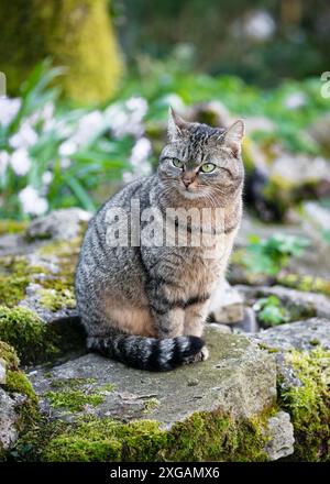 Cute tabby cat sitting on a mossy stone and curiously looking in a country cottage spring garden. (Felis catus). Selective focus. Stock Photo