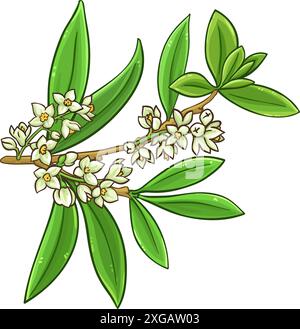 Olive Branch Colored Detailed Illustration Stock Vector Image & Art - Alamy