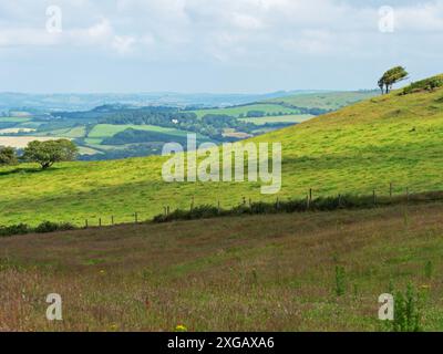 Downland and windswept tree with Litton Cheney and Chilcombe beyond ...