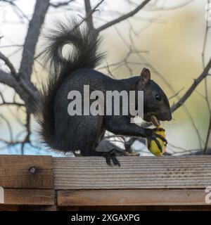 Black Color Morphed Eastern Gray Squirrel Cracking Apricot Pit. Stock Photo