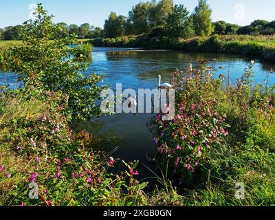 Mute swan Cygnus olor on the River Frome with Himalayan balsam Impatiens glandulifera in the foreground, East Burton, Dorset, England, UK, September Stock Photo