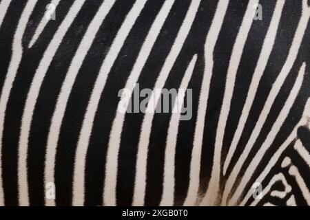 Grevy's zebra (Equus grevyi) skin pattern, abstract background, animal in the family Equidae, native region Kenya and Ethiopia. Stock Photo