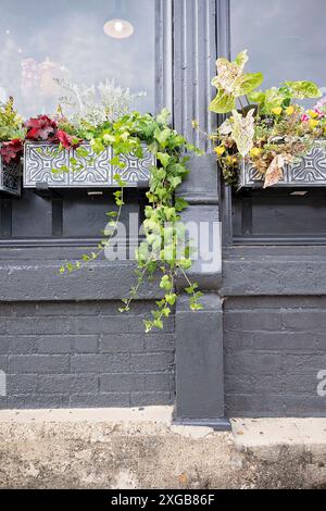 Window planter with various plants and ivy on a gray brick wall Stock Photo