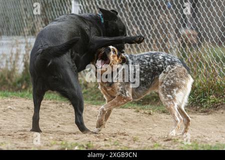 Two young dogs play together in a sandy field on a warm summer day. Stock Photo