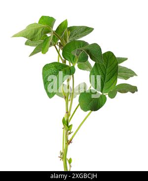 Green soybean bush isolated on white background. Soy bean plant Stock Photo