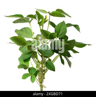 Green soybean bush isolated on white background. Soy bean plant Stock Photo