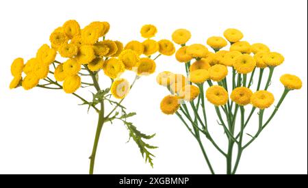 Common Tansy isolated on white background Stock Photo