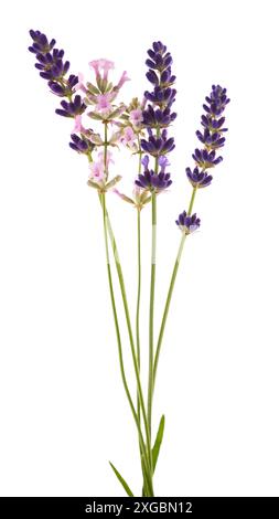 Lavenders flowers bunch isolated on white background Stock Photo