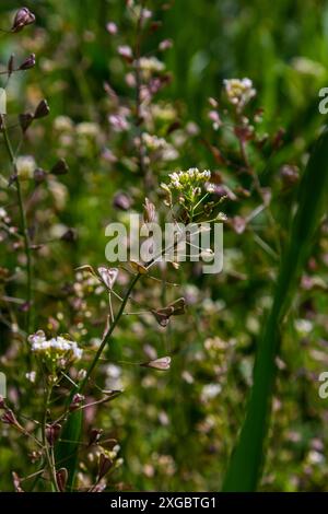 Capsella bursa-pastoris, known as shepherd's bag. Widespread and common weed in agricultural and garden crops. Medicinal plant in natural environment. Stock Photo