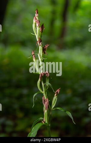 Cephalanthera longifolia, the narrow-leaved helleborine, sword-leaved helleborine or long-leaved helleborine, is a rhizomatous herbaceous perennial pl Stock Photo