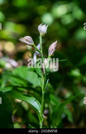 Cephalanthera longifolia, the narrow-leaved helleborine, sword-leaved helleborine or long-leaved helleborine, is a rhizomatous herbaceous perennial pl Stock Photo