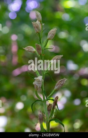 Cephalanthera longifolia, the narrow-leaved helleborine, sword-leaved helleborine or long-leaved helleborine, is a rhizomatous herbaceous perennial pl Stock Photo