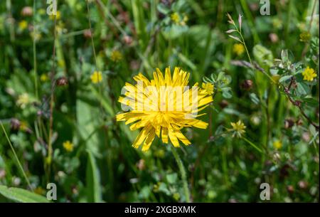 A yellow Dandelion flower growing in a long grass border in a UK garden. Stock Photo