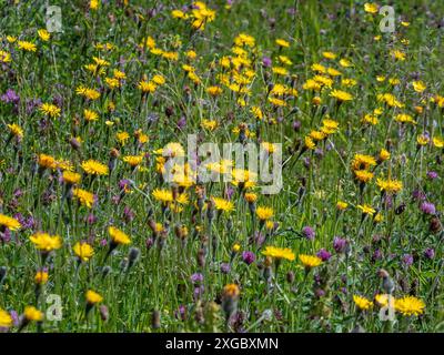 Yellow Dandelions and purple clover growing in a long grass border in a UK garden. Stock Photo