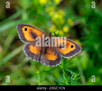 Gatekeeper nectaring on Lady's Bedstraw. Molesey Reservoirs Nature Reserve, West Molesey, Surrey, England. Stock Photo