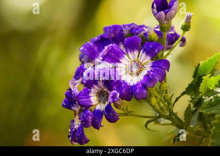 Cineraria, Florist's cineraria, (Pericallis × hybrida) summer flowers Stock Photo