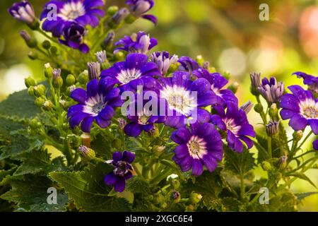 Cineraria, Florist's cineraria, (Pericallis × hybrida) summer flowers Stock Photo